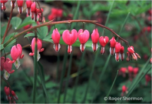 Bleeding Hearts