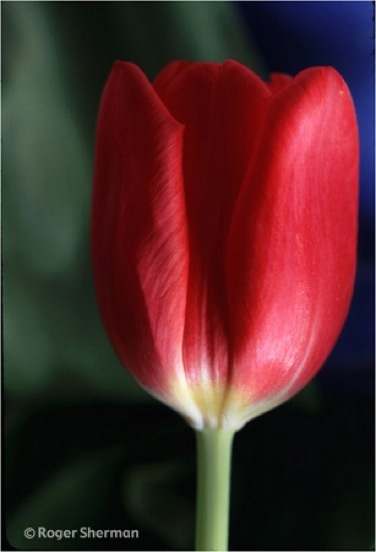 Red Tulip