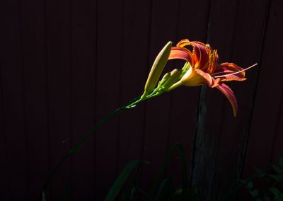 day lilly it up