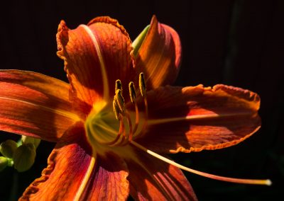 day lily close up lit up