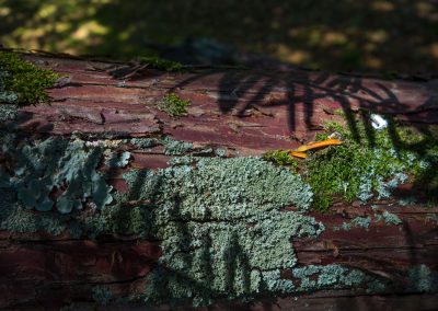 moss on Yew (tree)