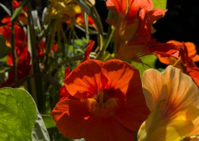 orange and yellow backlit nasturtiums