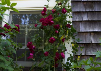 red red roses