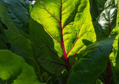 swiss chard