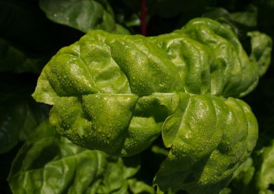 spinach after the rain