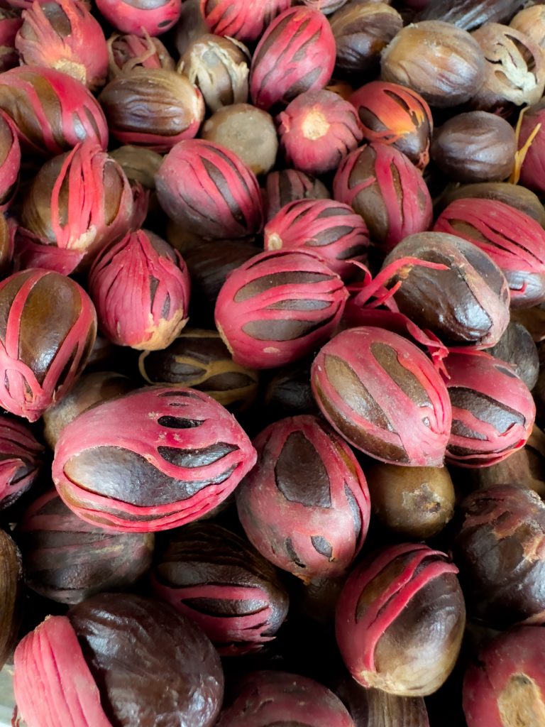 At farmer's market in Castries in the north end of the island of St. Lucia, the nutmeg nuts are rung with red mace that looks like their wrapped in rubber bands.